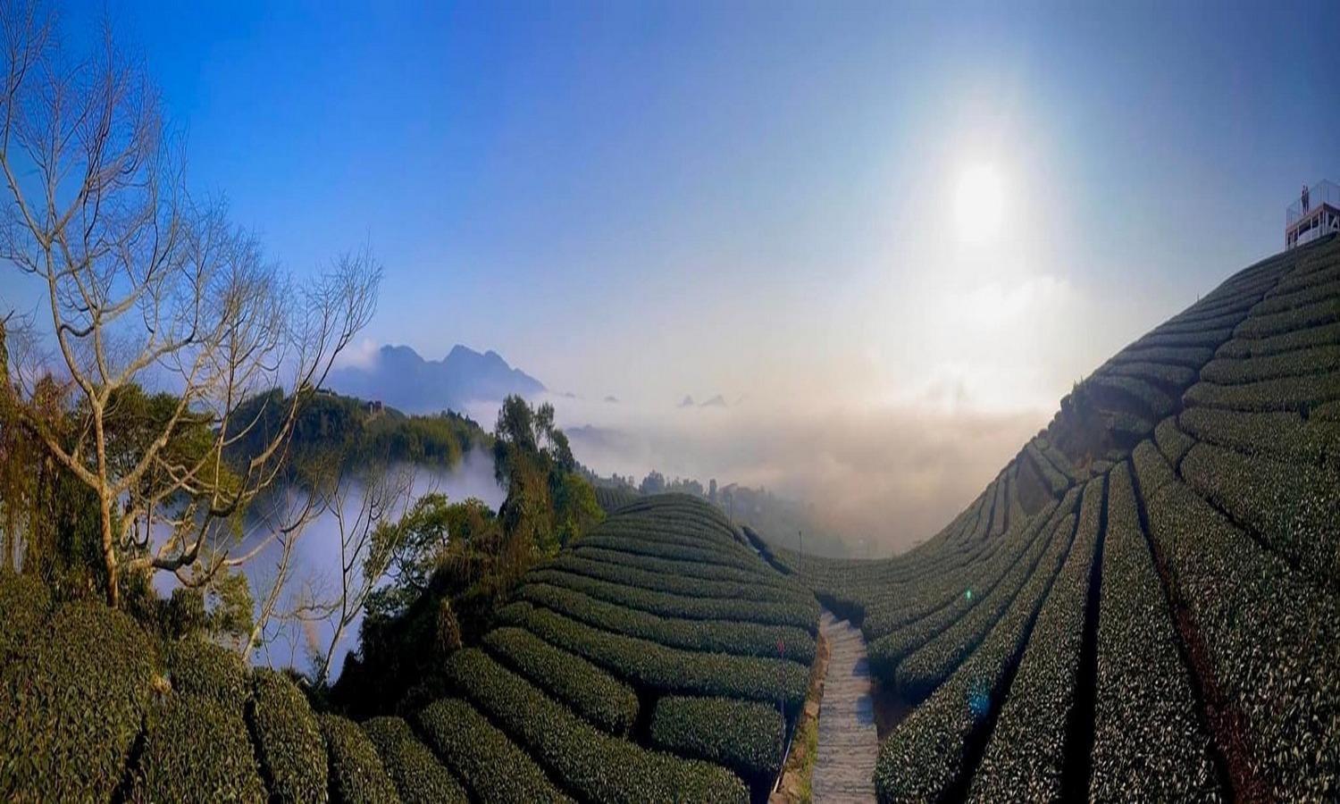 Gaodiyuan Tea B&B 高帝園茶業民宿 Meishan Екстер'єр фото