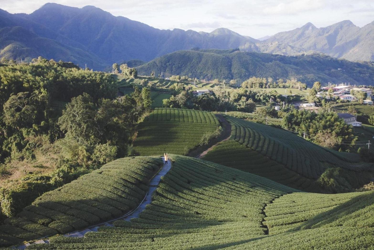 Gaodiyuan Tea B&B 高帝園茶業民宿 Meishan Екстер'єр фото